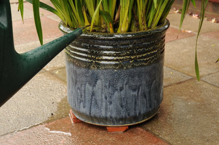 ensure the plant pot has plenty of holes to allow water to drain 