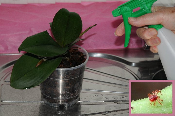 Misting Phalaenopsis orchids leaves occasionally is beneficial