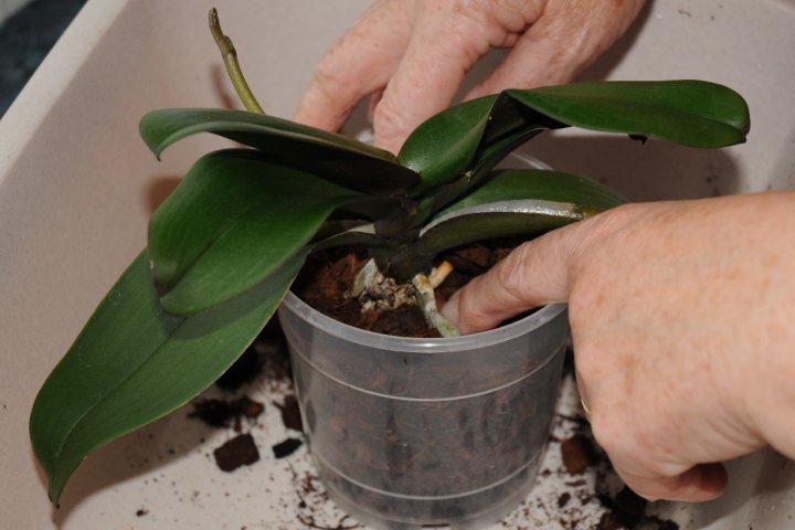 Push compost gently around the roots