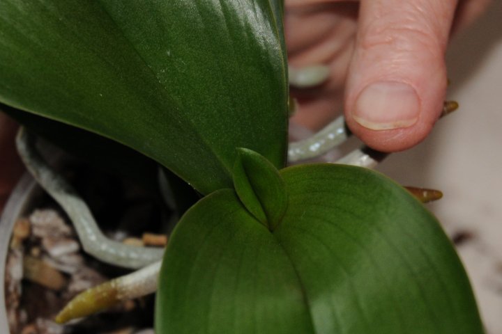 new inner phalaenopsis leaf emerging from the centre of the plant