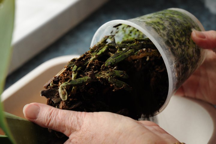 take the phalaenopsis from pot