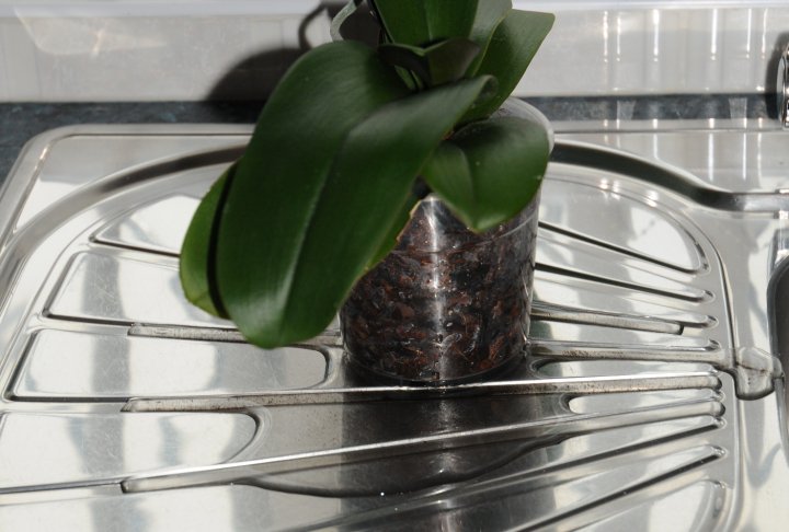 Allow water to completely drain from pot